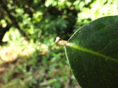 Drypetes oblongifolia
