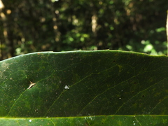 Drypetes oblongifolia