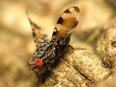 Pseudotephritis vau