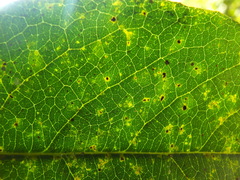 Drypetes oblongifolia