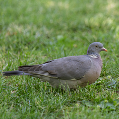 Columba palumbus