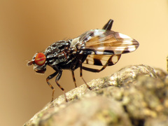 Pseudotephritis vau
