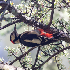 Dendrocopos major