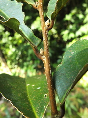Drypetes oblongifolia