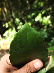 Drypetes oblongifolia