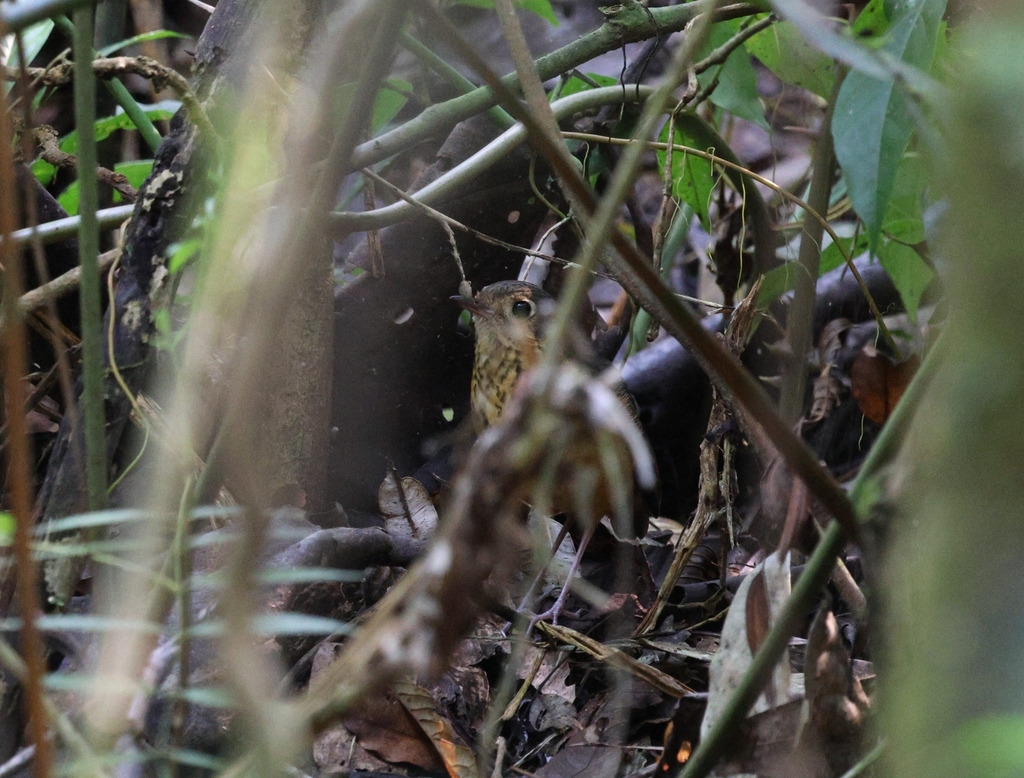 Speckle-breasted Antpitta