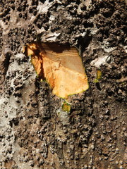 Drypetes oblongifolia