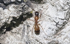Camponotus semitestaceus