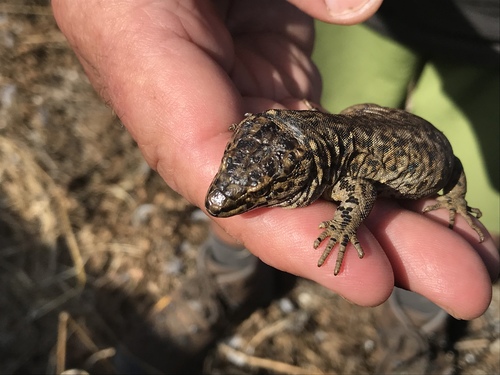 Island Night Lizard, Xantusia riversiana