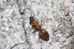 Camponotus semitestaceus
