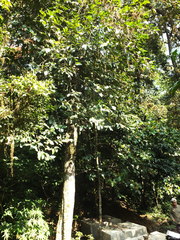 Drypetes oblongifolia