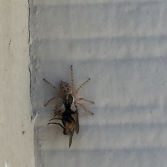 Menemerus semilimbatus