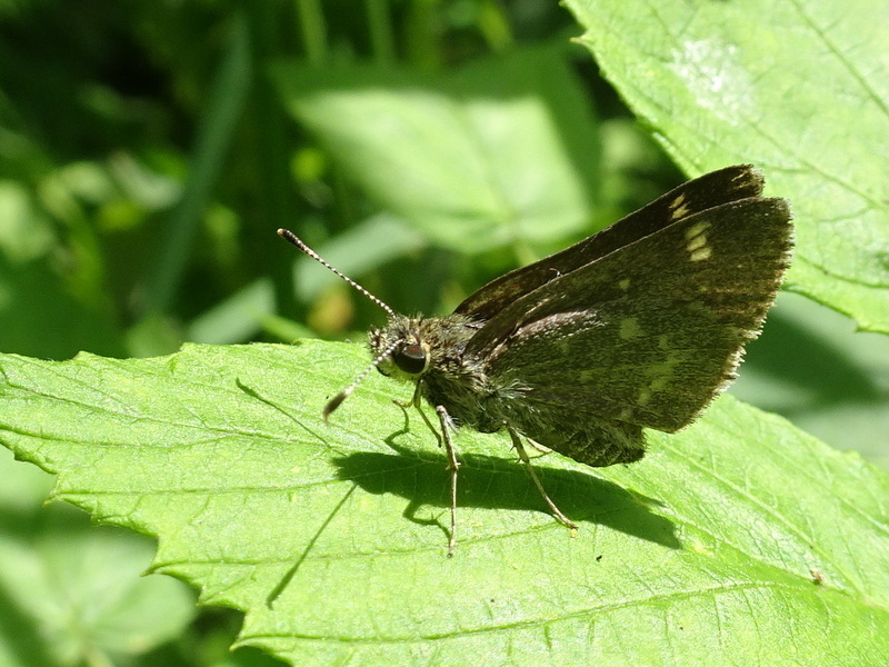 Pepper and Salt Skipper