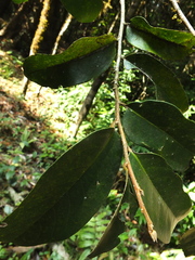 Drypetes oblongifolia