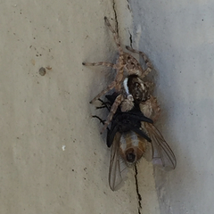 Menemerus semilimbatus