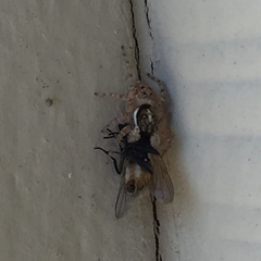 Menemerus semilimbatus