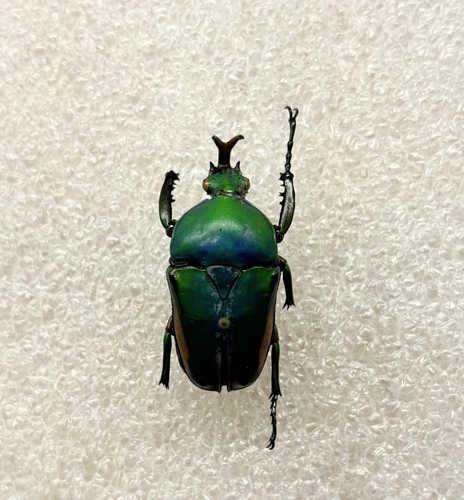 Eudicella morgani