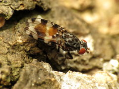 Pseudotephritis vau