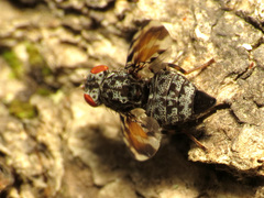 Pseudotephritis vau