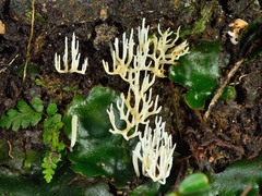 Ramariopsis cremicolor