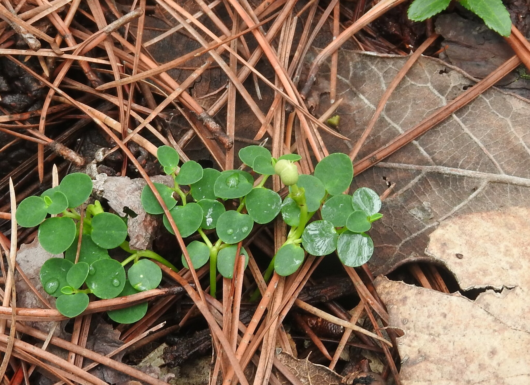 Euphorbia macropodoides