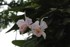 Cattleya schroederae