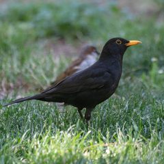 Turdus merula
