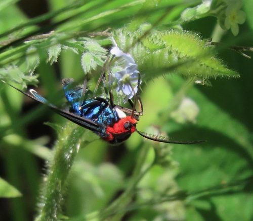 White-tipped Ctenucha photo 5