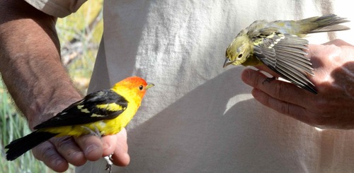 iNaturalist observation photo of Western Tanager