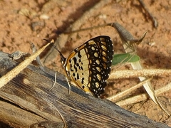Byblia
