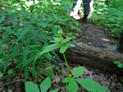 Sanicula canadensis canadensis