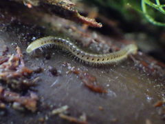 Blaniulidae