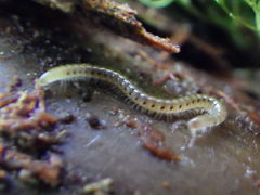 Blaniulidae