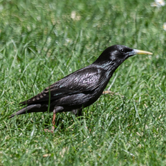 Sturnus unicolor