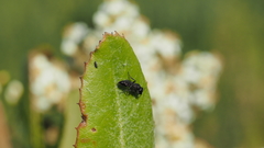 Pemphredonina