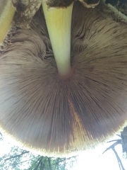 Volvariella bombycina flaviceps