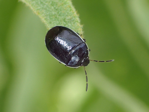 White-margined Burrowing Bug photo 3