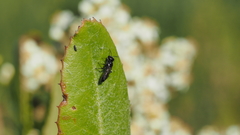 Pemphredonina