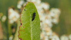 Pemphredonina