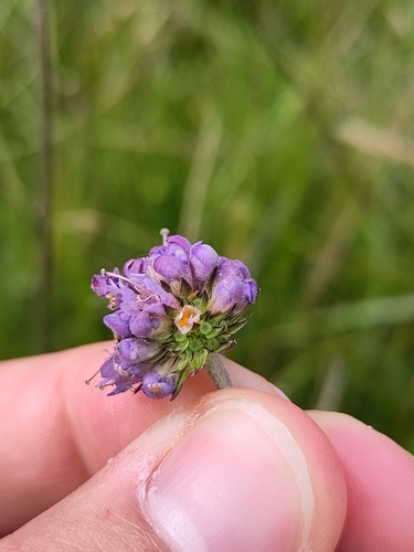 Contarinia dipsacearum