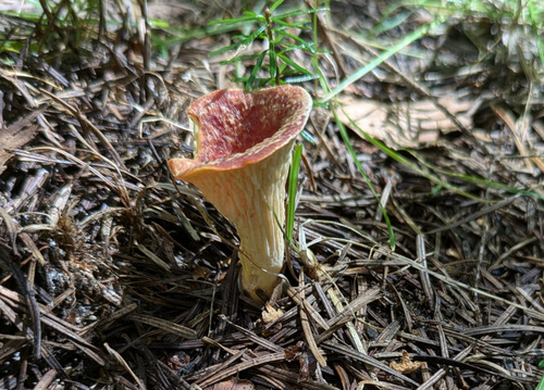 Turbinellus floccosus