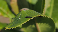 Pemphredonina