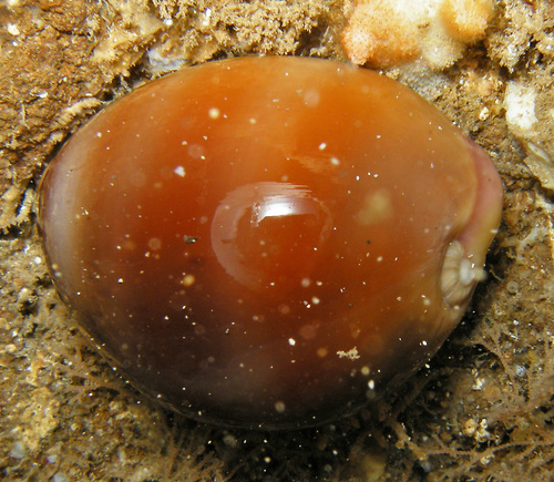 Cypraea sulcidentata observed 2013-04-12