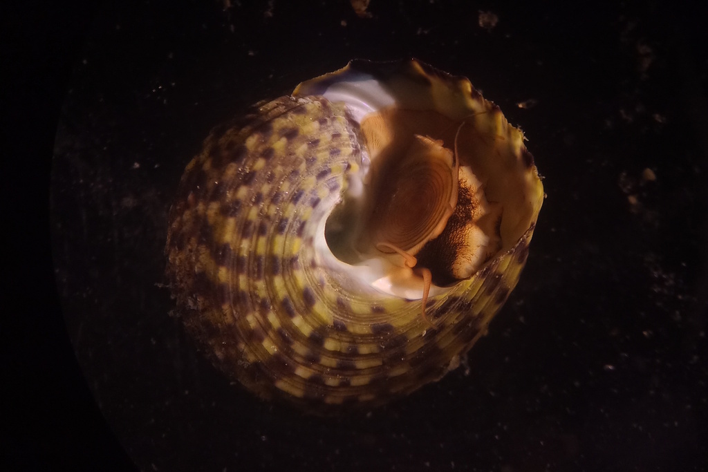 Agathistoma viridulum