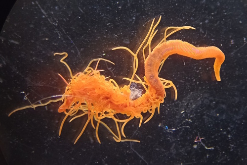 Red Thread-gilled Worm