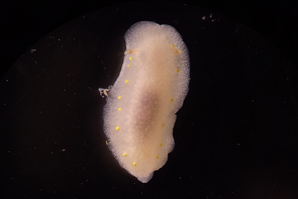 Pale Cadlina