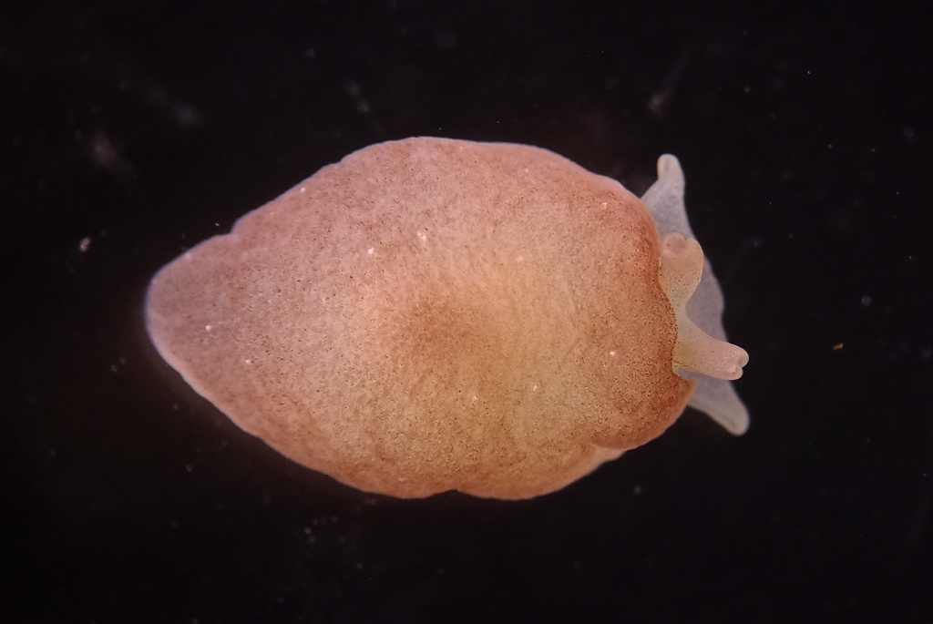 Agassiz's Berthella