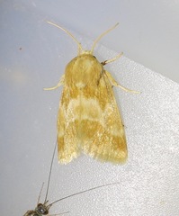 Schinia lynx