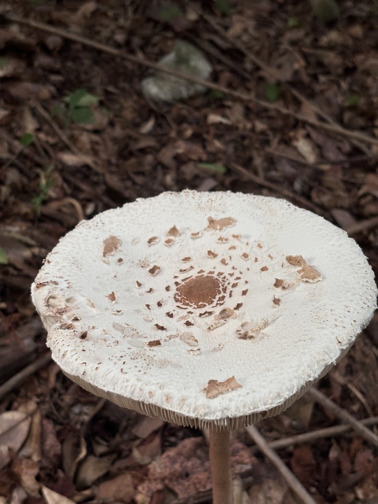 Macrolepiota meipengiana