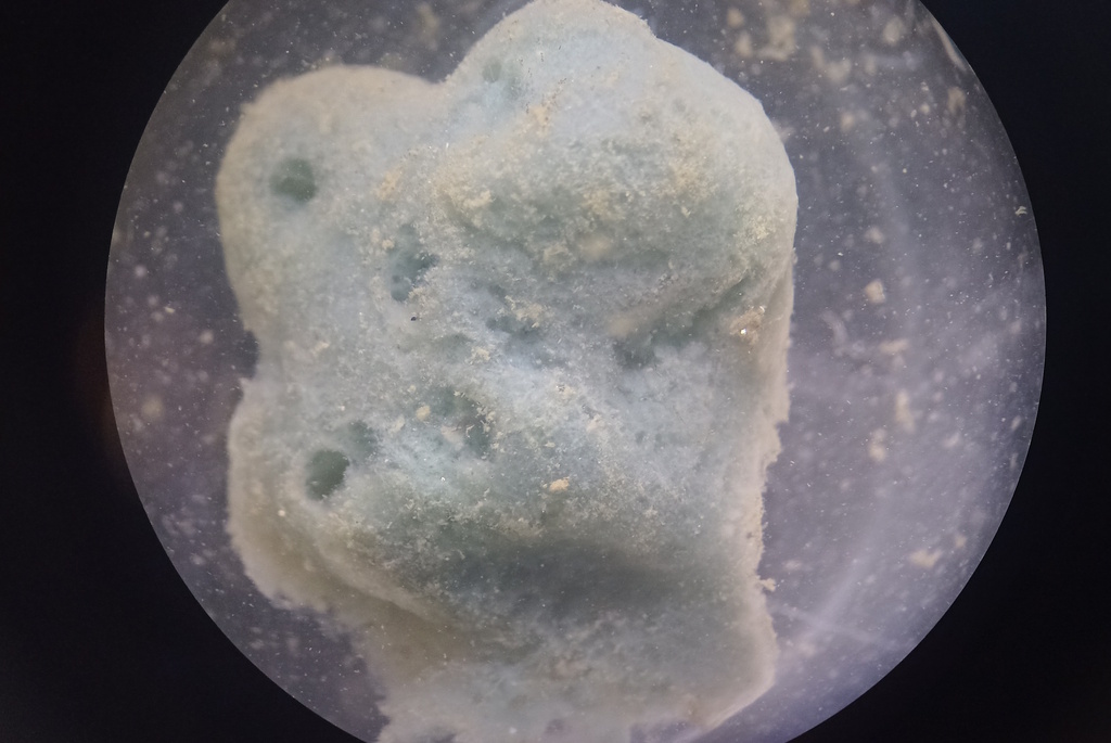 Halichondria cebimarensis